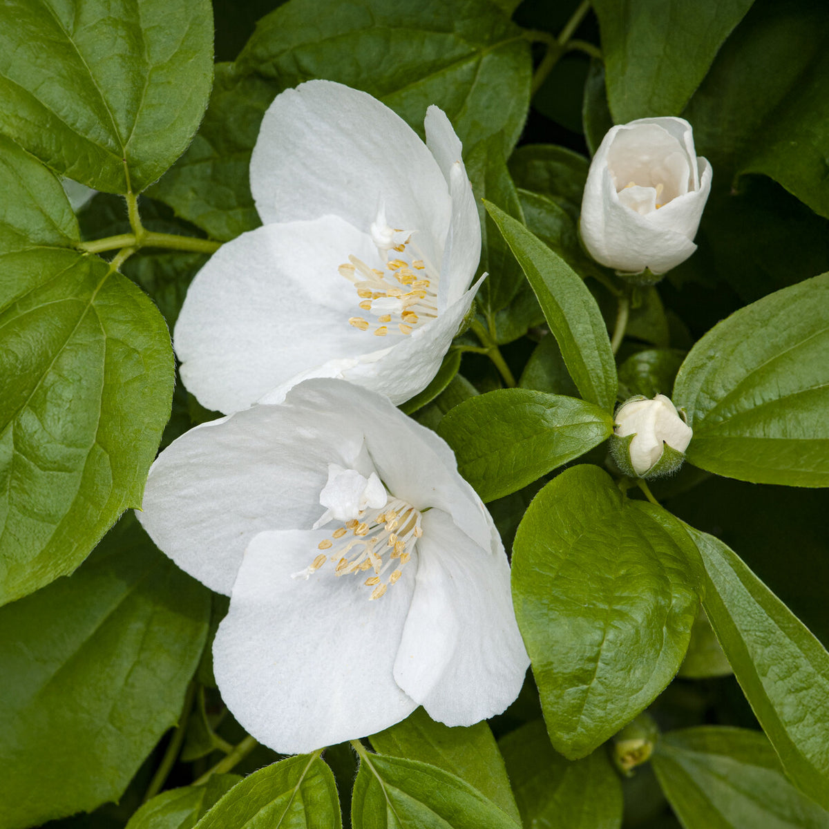 Gartenjasmin 'Natchez' - Willemse