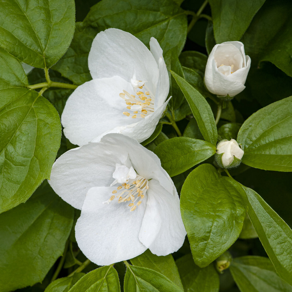 Gartenjasmin 'Natchez' - Willemse