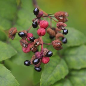 Szechuanpfeffer - Zanthoxylum piperitum - Willemse
