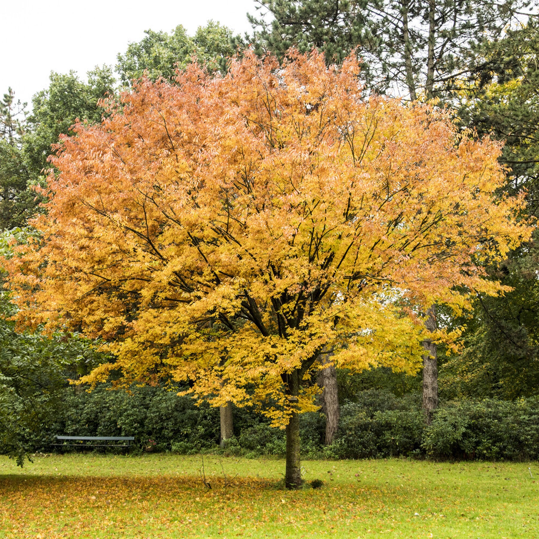 Bäume - Japanische Zelkove - Zelkova serrata