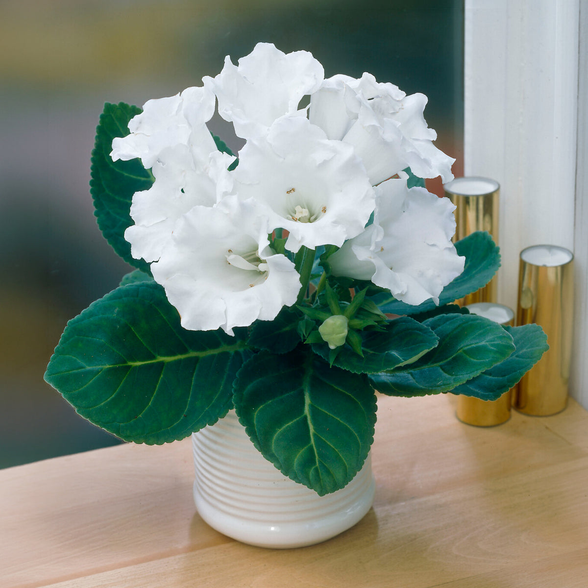 Gloxinie Mont Blanc - Gloxinia speciosa Mont Blanc - Willemse