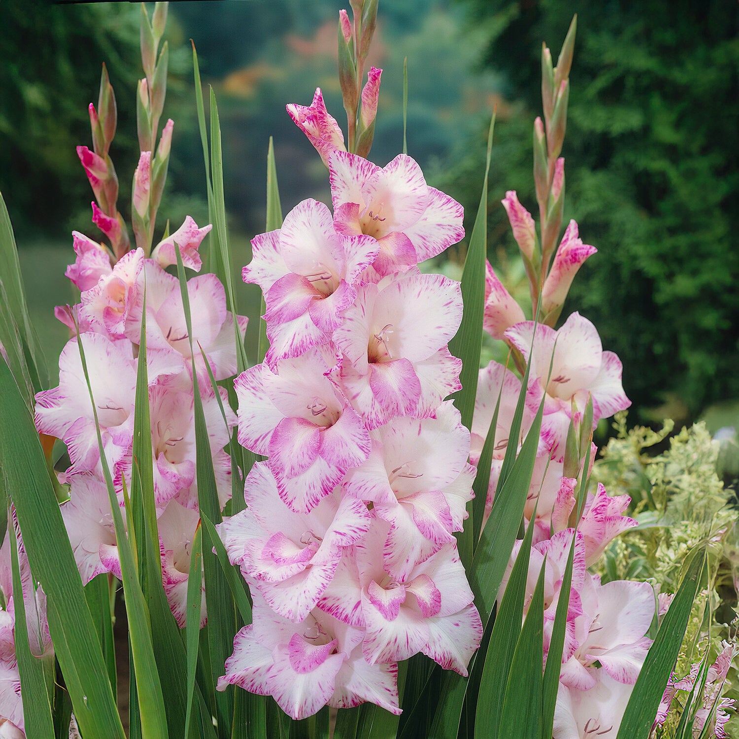 Riesenblütige Gladiole My Love - Willemse
