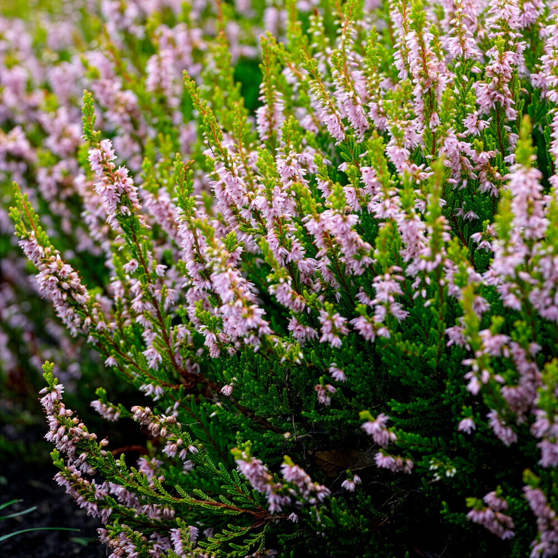 Verkauf Besenheide Winter Chocolate - Calluna vulgaris Winter Chocolate