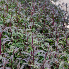 Verbena officinalis Bampton - Purpurblättriges Eisenkraut Bampton - Eisenkraut