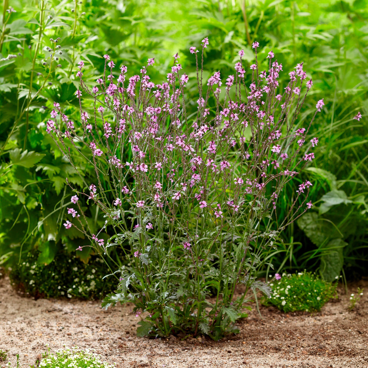 Purpurblättriges Eisenkraut Bampton - Verbena officinalis Bampton - Willemse