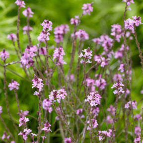 Verkauf Purpurblättriges Eisenkraut Bampton