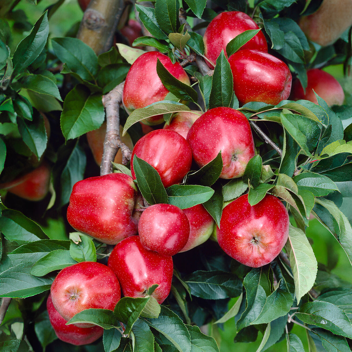Apfel Gloster - Willemse