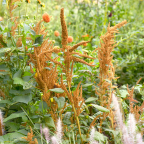 Amarant Hot Biscuits - Amaranthus cruentus Hot Biscuits - Willemse