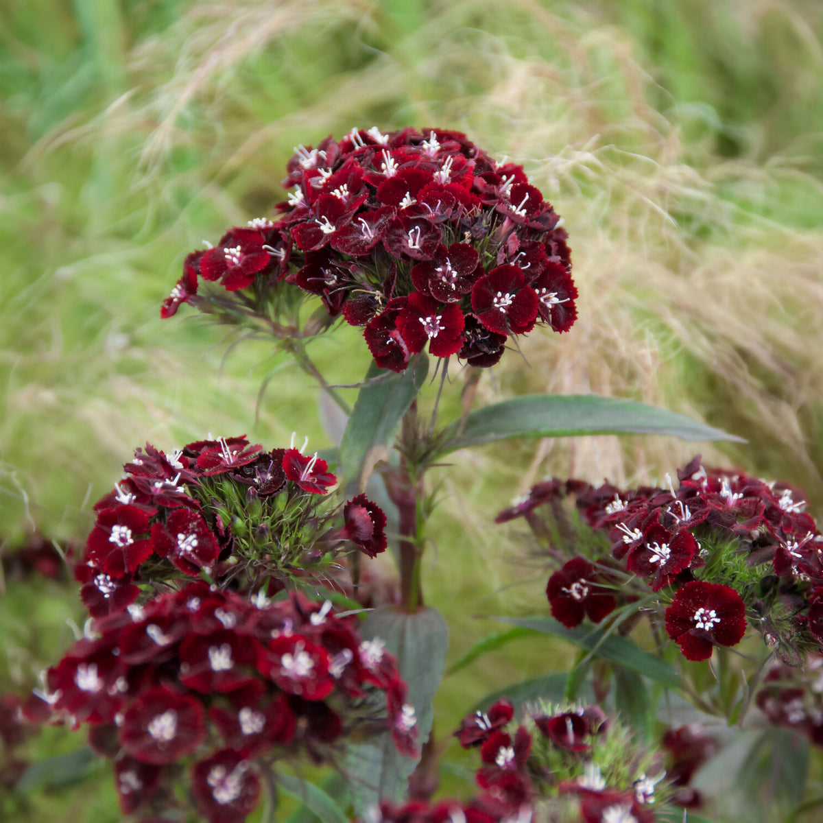 Dianthus barbatus Sooty - Bartnelke Sooty - Blumensamen
