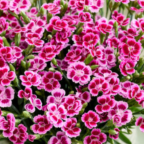 Nelke Pink Kisses - Dianthus caryophyllus - Willemse