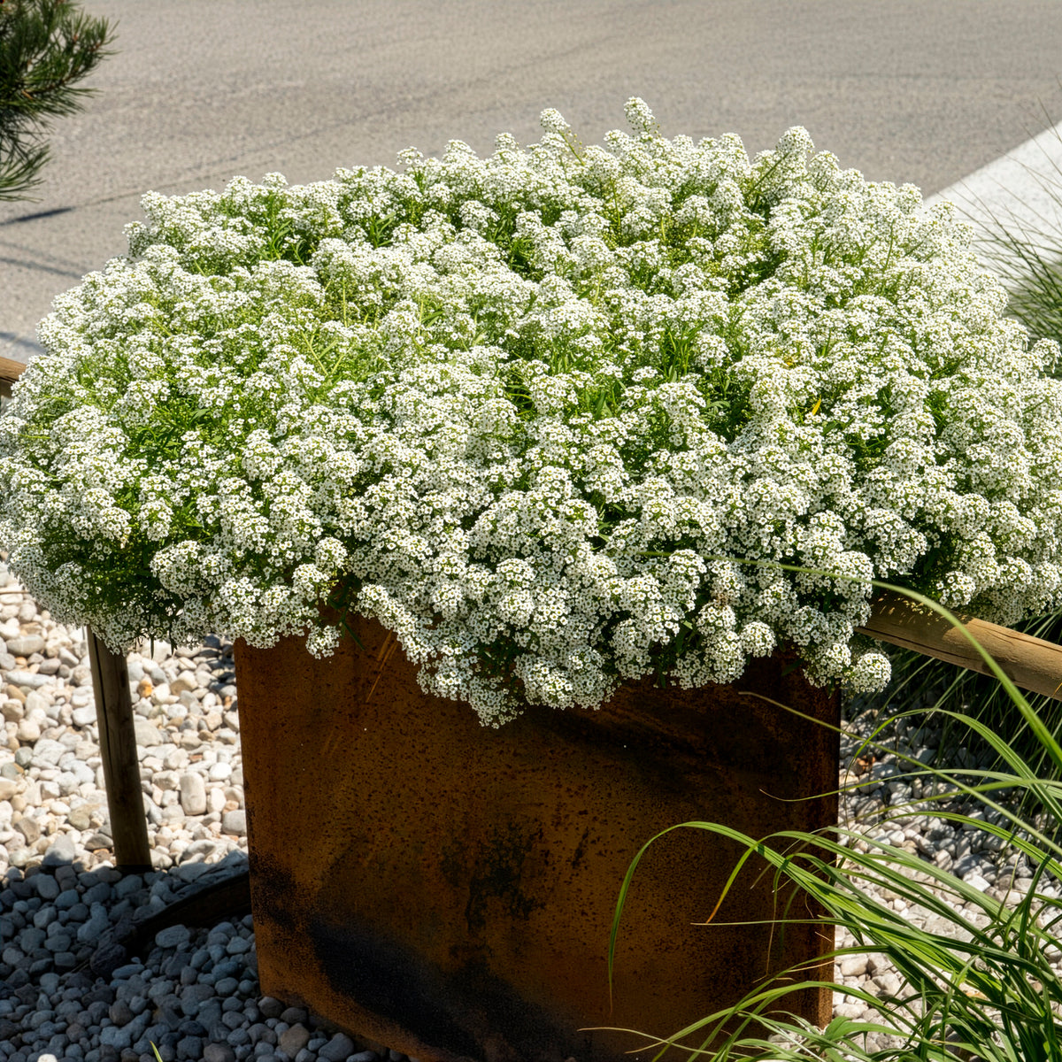 Lobularia maritima - Duftsteinrich hängend - Blumen für Terrasse und Balkon