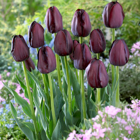 Tulpe Queen of Night - Tulipa Queen of Night - Willemse