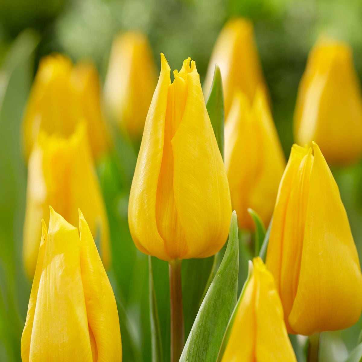 Triumph-Tulpe Yokohama - Tulipa Yokohama - Willemse