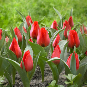Tulpe Julius Caesar - Tulipa greigii Julius Caesar - Willemse