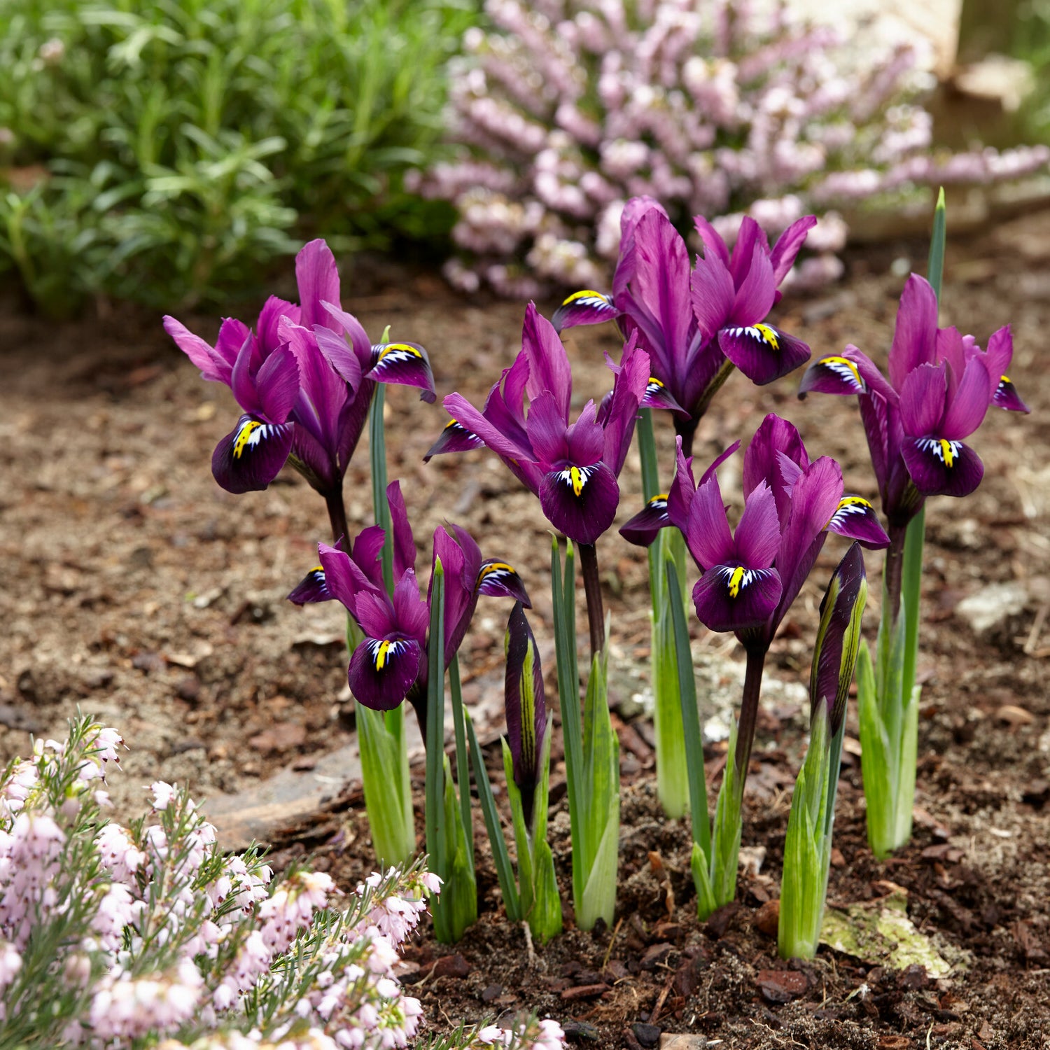 50 bienenfreundliche Blumenzwiebeln violett und weiß