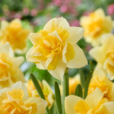 Gefüllte Narzisse Growers Beauty - Narcissus Growers Beauty - Willemse