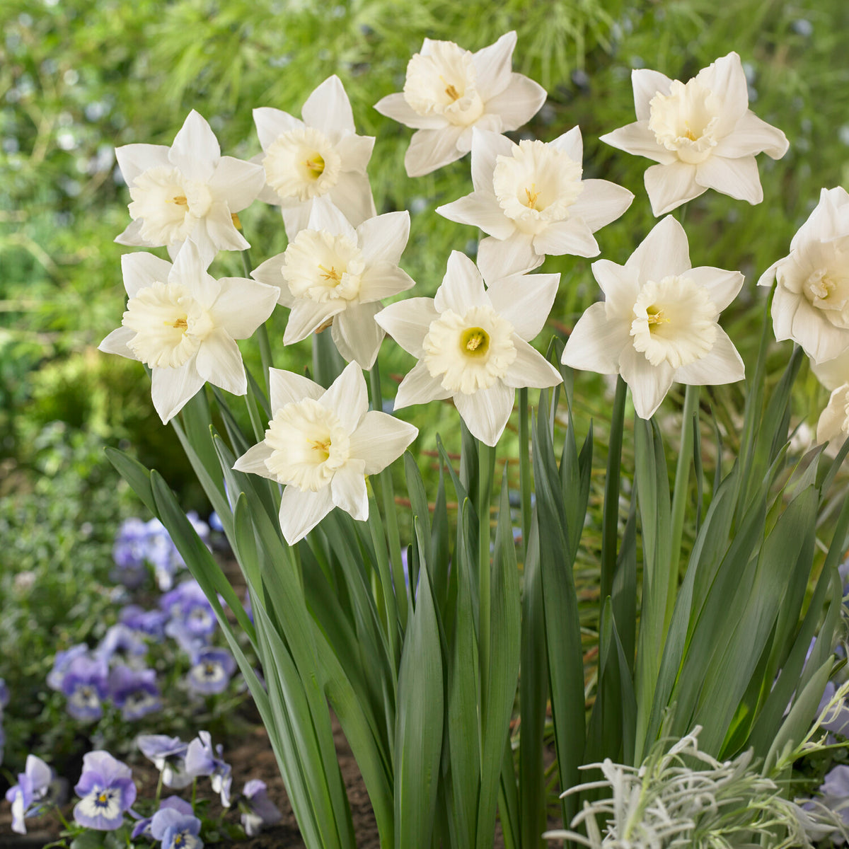 Narzisse Mount Hood - Narcissus Mount Hood - Willemse
