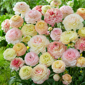 15 pastellfarbene Ranunkeln - Ranunculus - Willemse