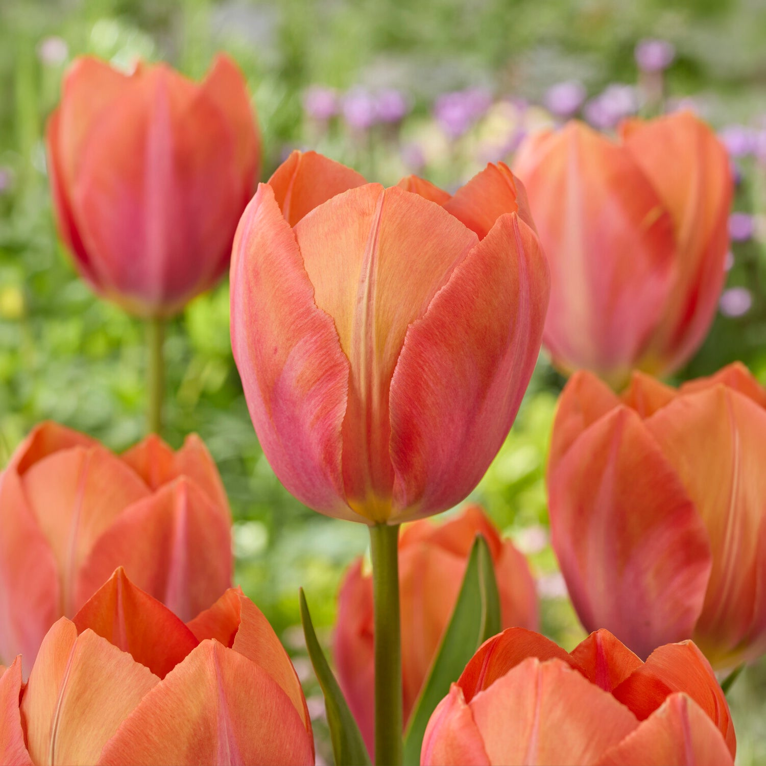Darwin-Tulpe Apricot van Eijk - Willemse