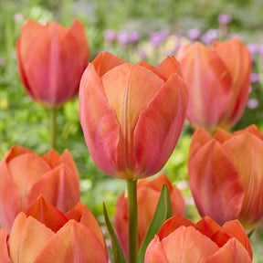 Darwin-Tulpe Apricot van Eijk - Willemse