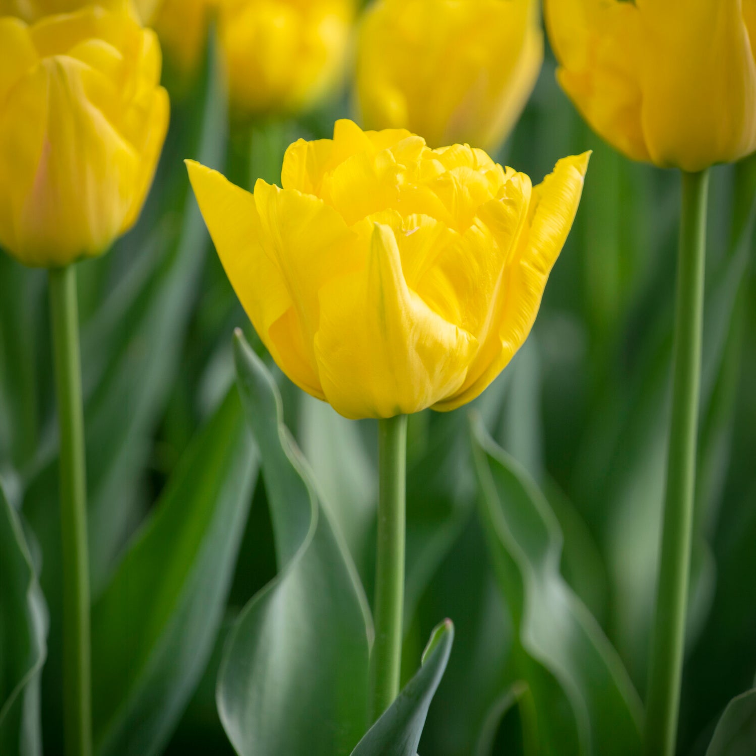 Frühe gefüllte Tulpe Marie Jo - Tulipa Marie Jo - Willemse