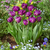 Tulpe Negrita - Tulipa Negrita - Willemse