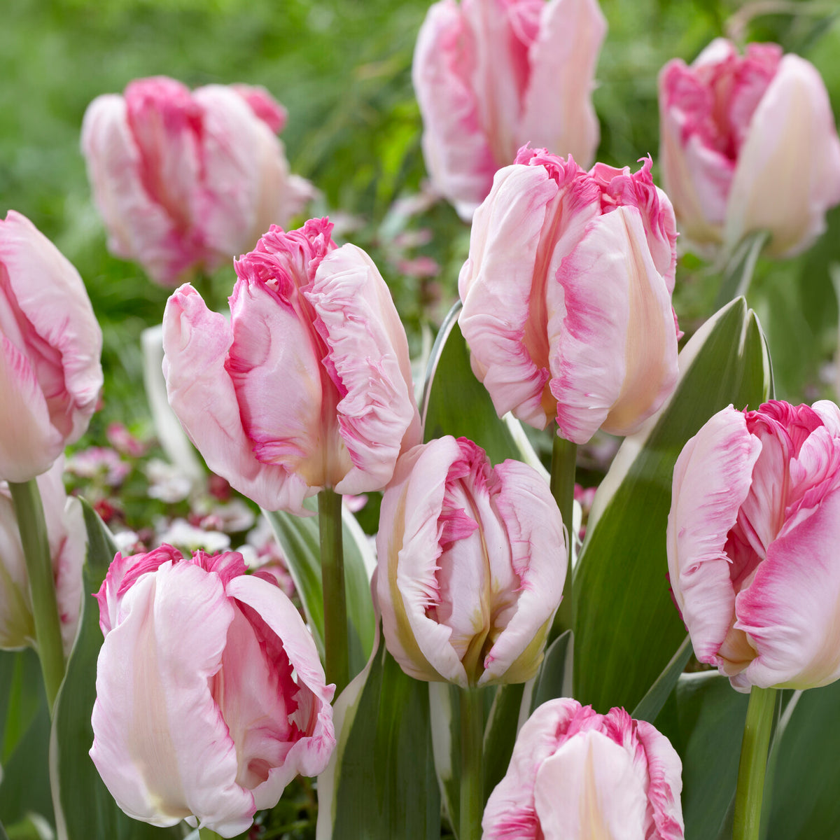 Papageien-Tulpe Pink Vision - Tulipa Pink Vision - Willemse