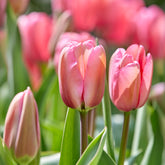 Tulpe Pink Impression - Tulipa Pink Impression - Willemse