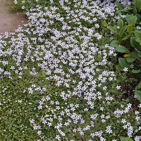 Stauden - Blauer Bubikopf (x3) - Isotoma fluviatilis