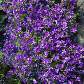 Mauer-Glockenblume - Willemse