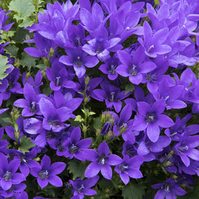 Campanula portenschlagiana - Mauer-Glockenblume - Glockenblumen