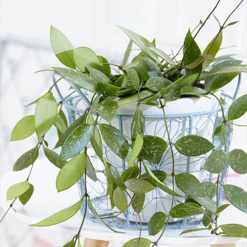 Hoya ‘Gracilis’ - Hoya carnosa Gracilis - Willemse