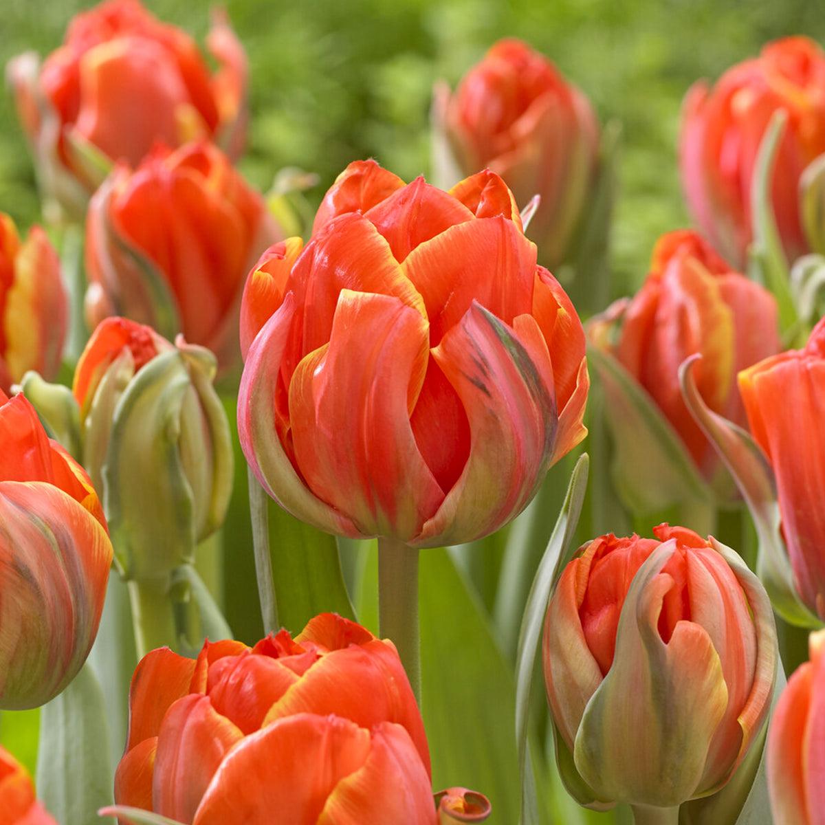 7 Doppelte Spätblühende Tulpen Queensday - Tulipa double late Queensday - Willemse
