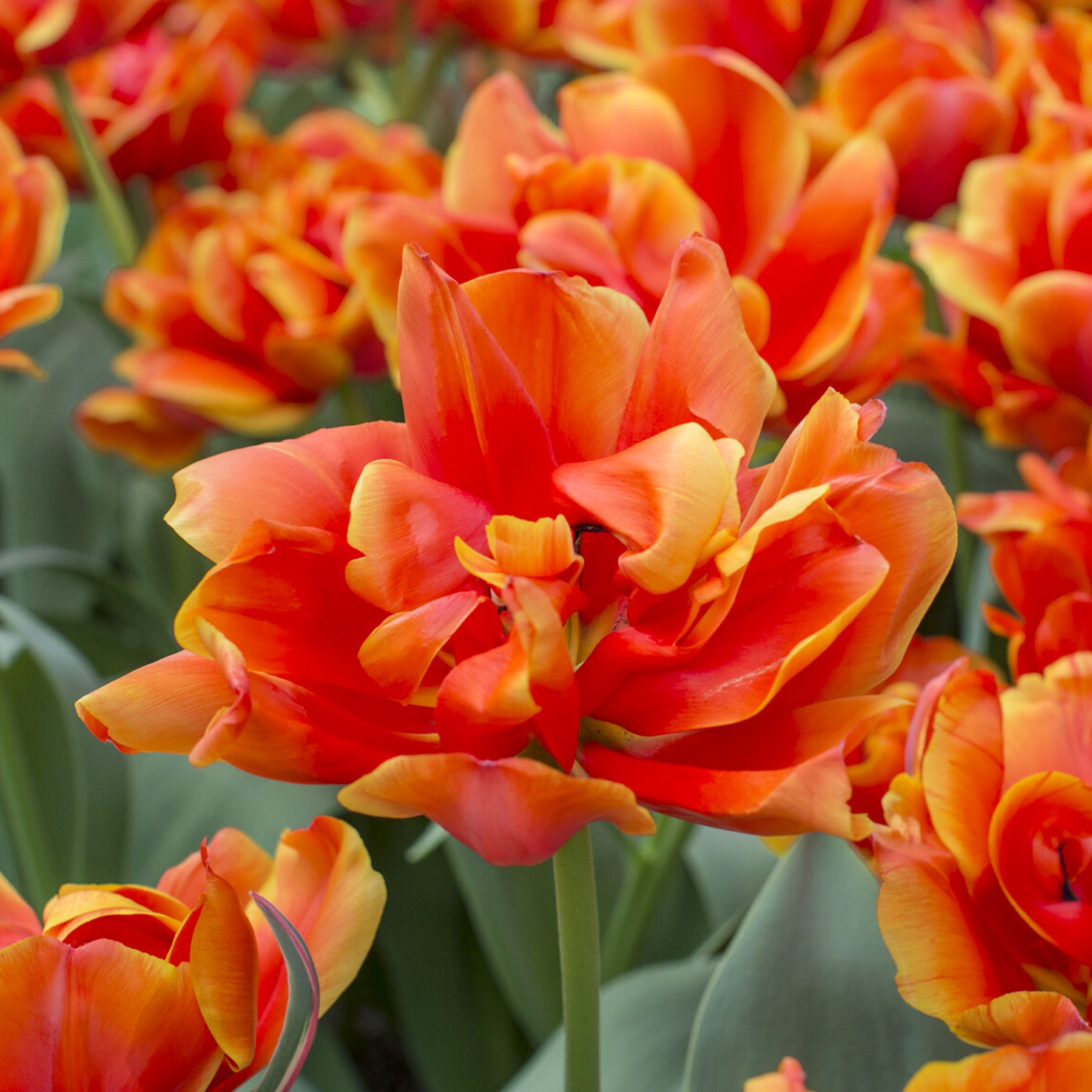7 Doppelte Spätblühende Tulpen Queensday - Willemse