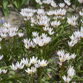 10 Botanische Tulpen Hilde - Tulipa botanical Hilde - Willemse