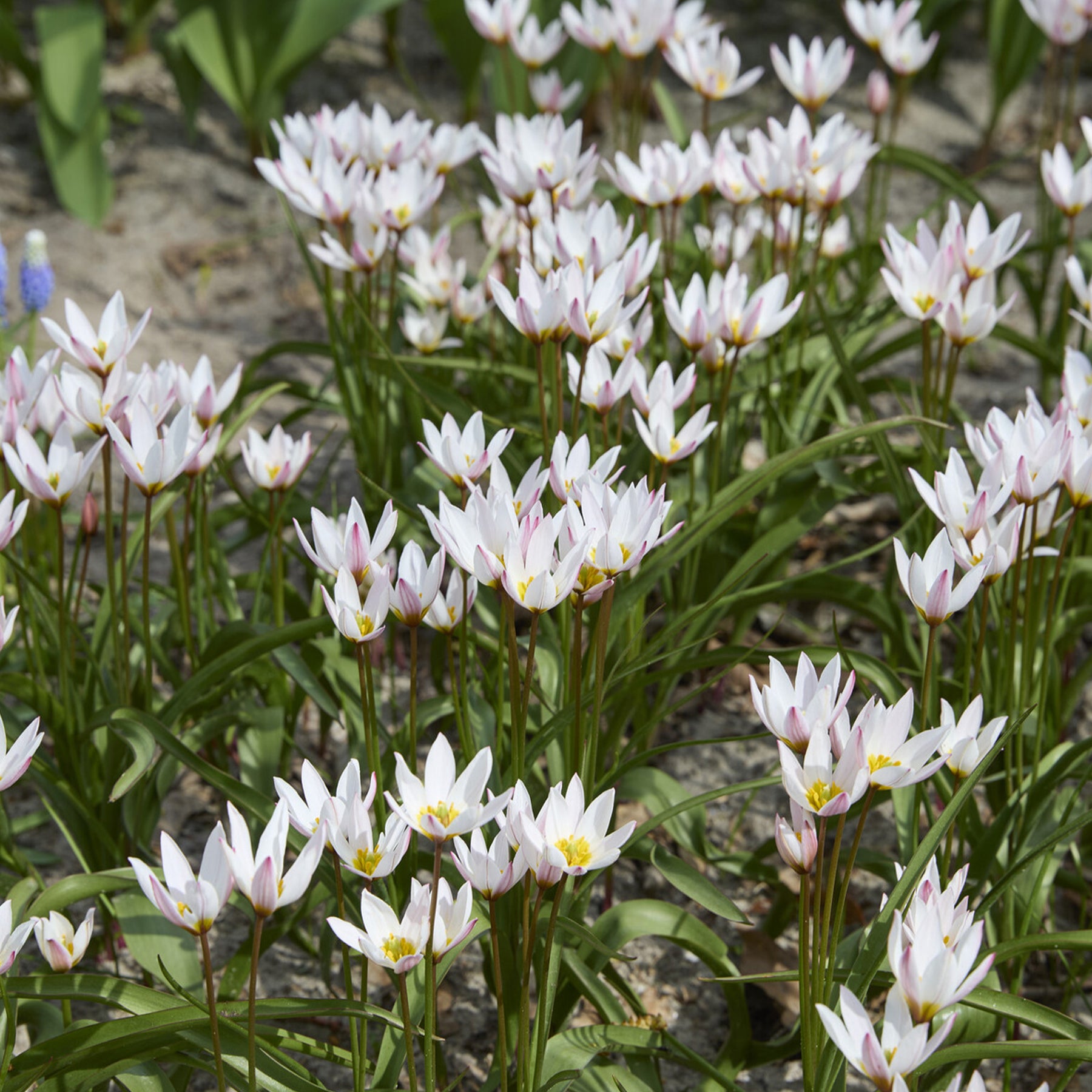 10 Botanische Tulpen Hilde - Tulipa botanical Hilde - Willemse