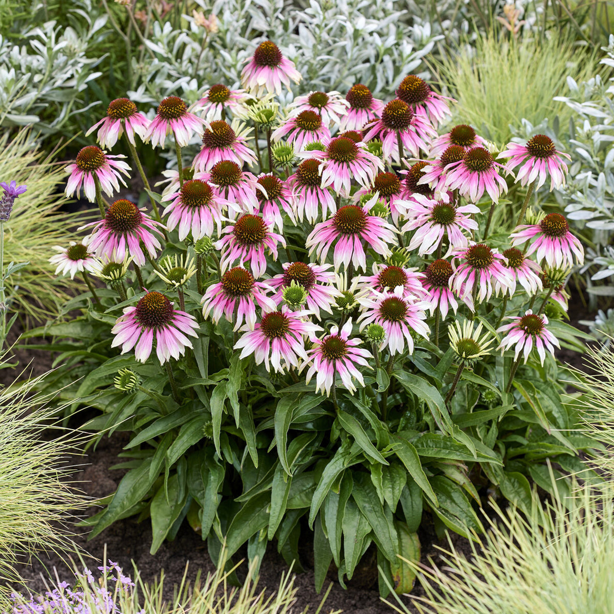 Sonnenhut 'Special White Purple' - echinacea special withe purple - Willemse