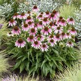 Sonnenhut 'Special White Purple' - echinacea special withe purple - Willemse