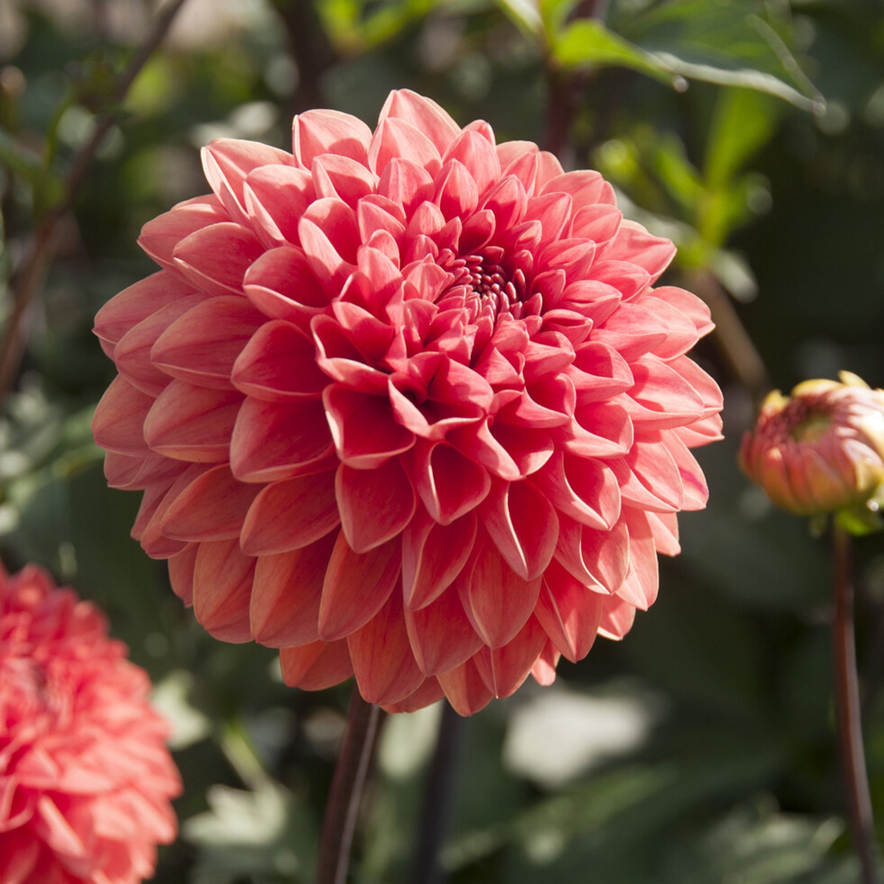 Dahlie Blitzer - Dahlia Blitzer - Willemse
