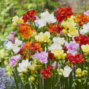 Doppelblütige Freesie Mischung (x25) - Freesia - Willemse