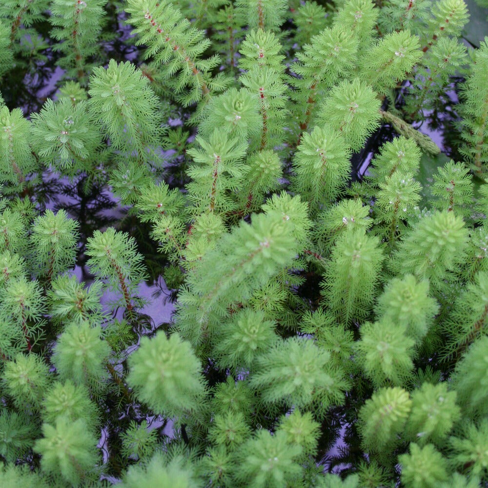 Tausendblatt 'Red Stem' - Myriophyllum rubricaule Red Stem - Willemse