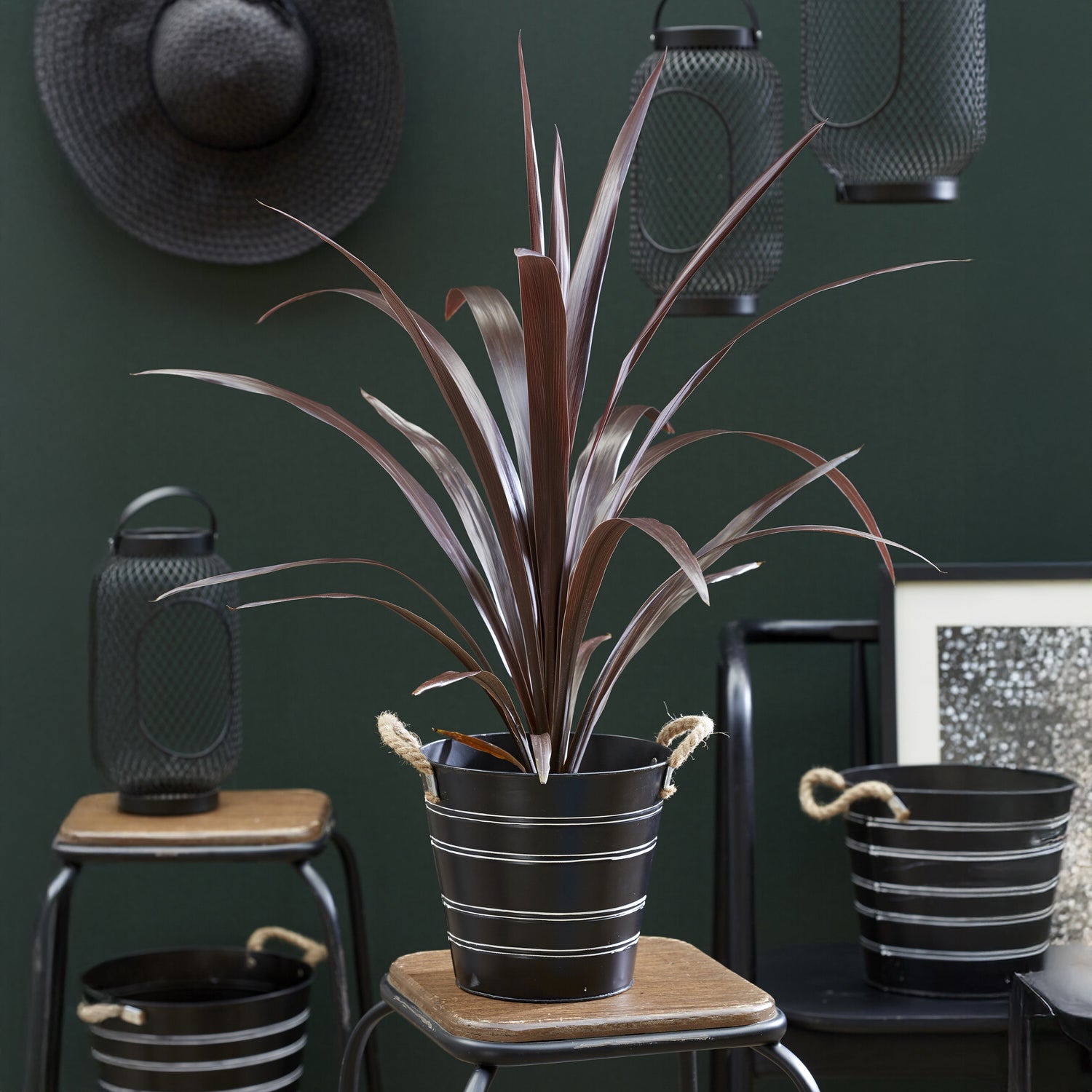 Cordyline ‘Super Star’® - Willemse