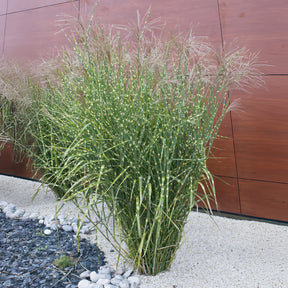 Miscanthus sinensis Zebrinus - Chinaschilf ‘Zebrinus’ - Miscanthus