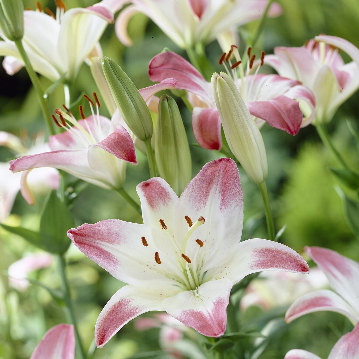 Asiatische Lilien ‘Lollypop’ (x3) - Willemse