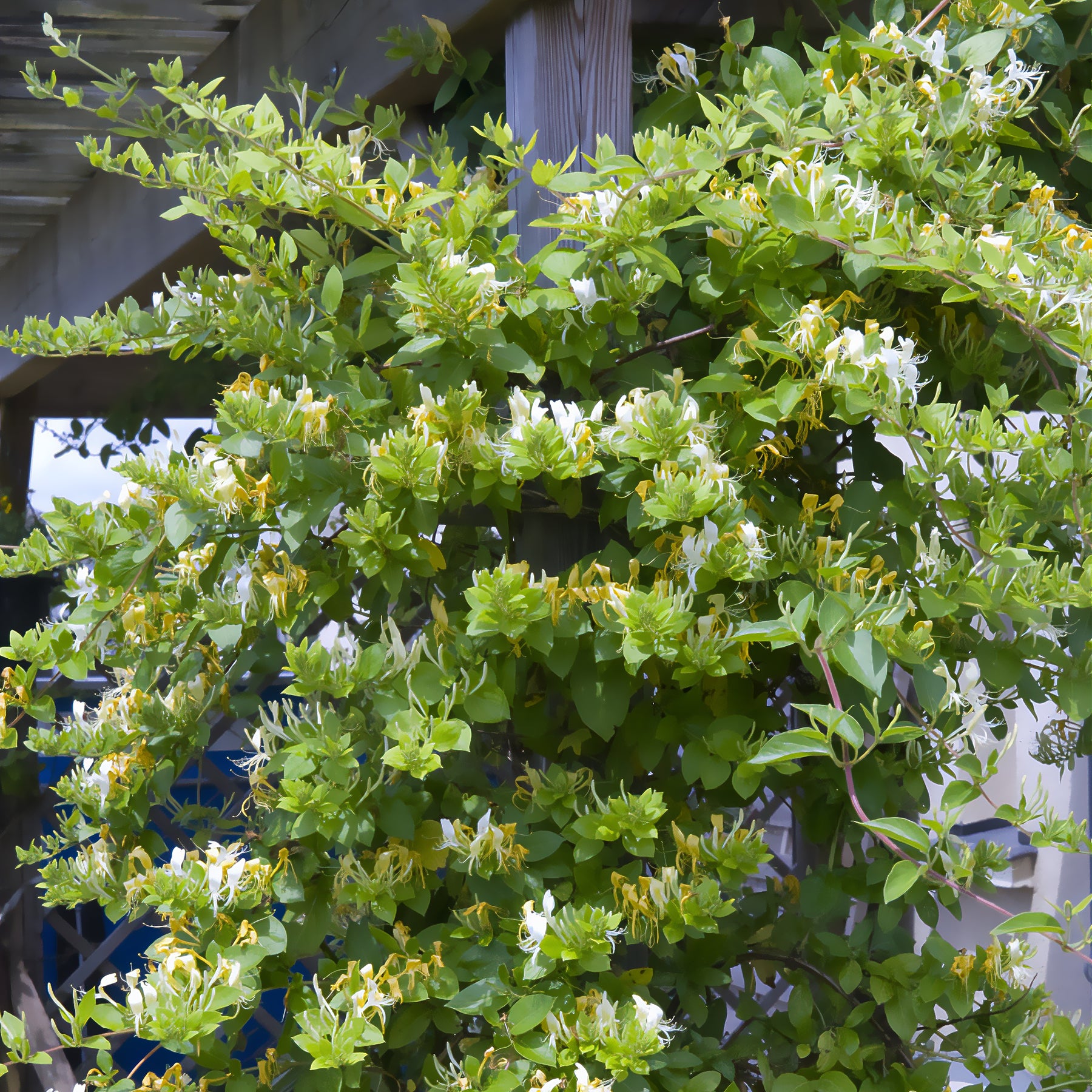 Japanisches Geißblatt ‘Halliana’ - Willemse