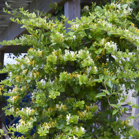 Japanisches Geißblatt ‘Halliana’ - Willemse