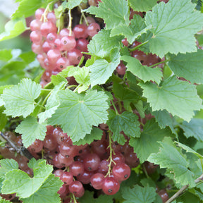 Rote Johannisbeere ‘Gloire des Sablons’ - Willemse