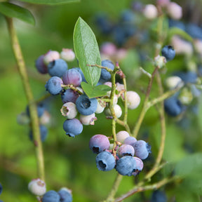 Heidelbeere ‚Bluecrop‘ - Willemse