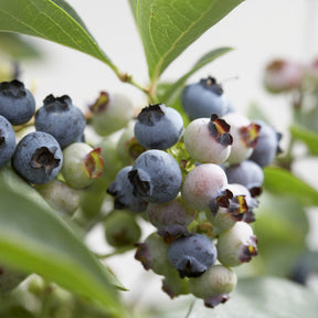 Heidelbeere ‘Chandler’ - Vaccinium corymbosum Chandler - Willemse