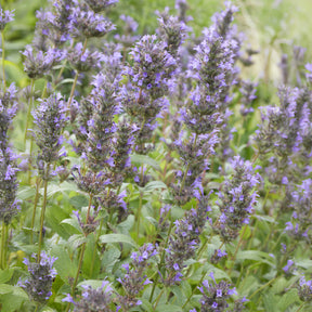 Nepeta - Kaukasische Katzenminze - Nepeta kubanica